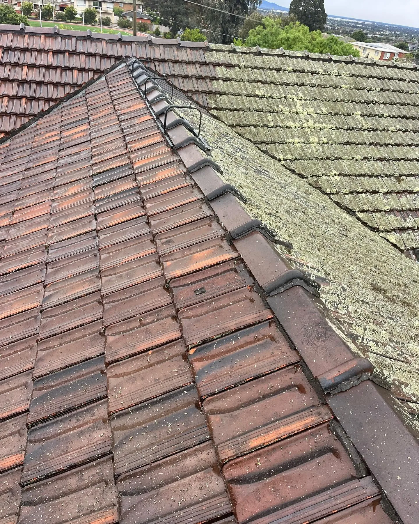 Ridge-line view of a terracotta tile roof mid-clean, freshly cleaned tiles on the left against lichen-covered tiles still to be treated on the right